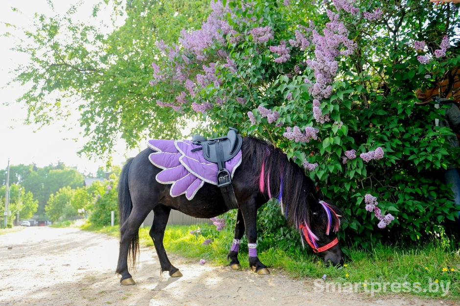 20-Пони Сирень.jpg