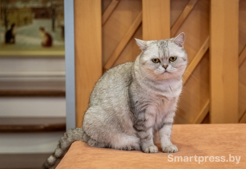 Марк Аарон Хадналл