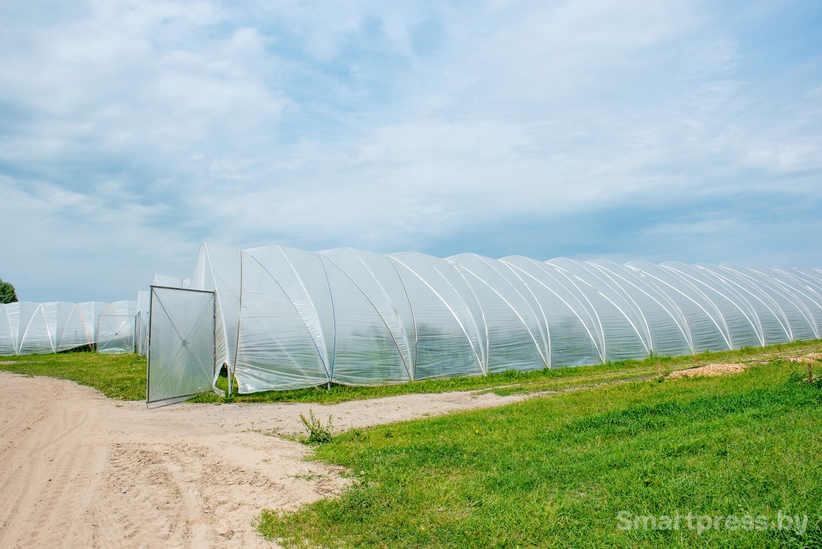 3-Теплицы в хозяйстве АгроЯгодка.jpg