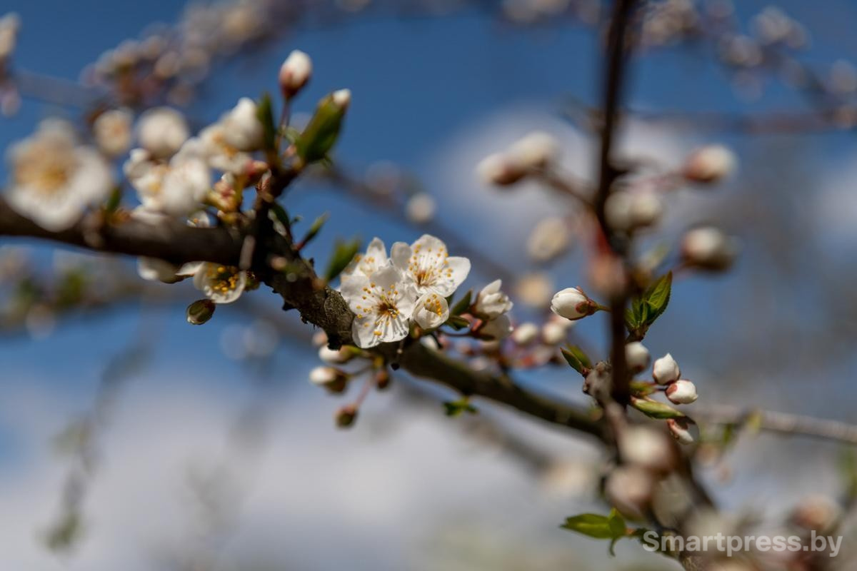 3-Расцветающая природа.jpg