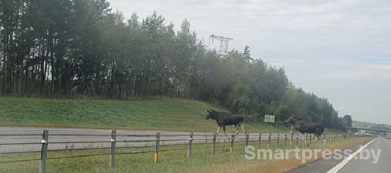 лоси на МКАД2.jpg