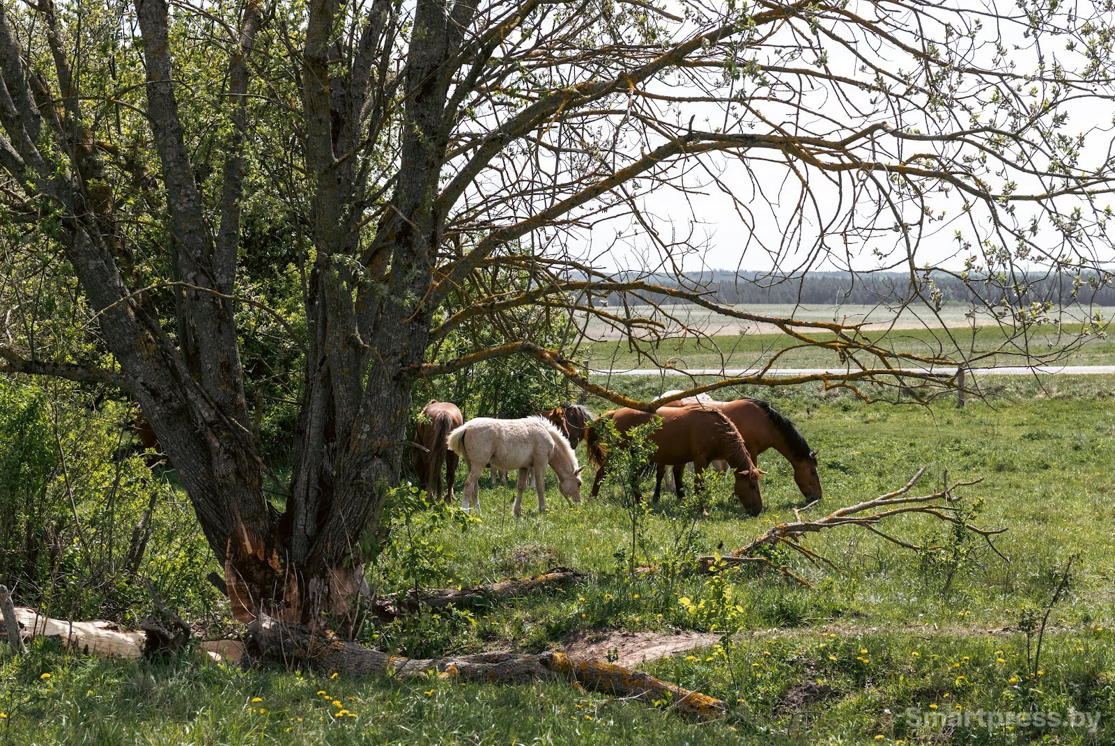 19-Лошади полесской породу в Воложинском районе.jpg