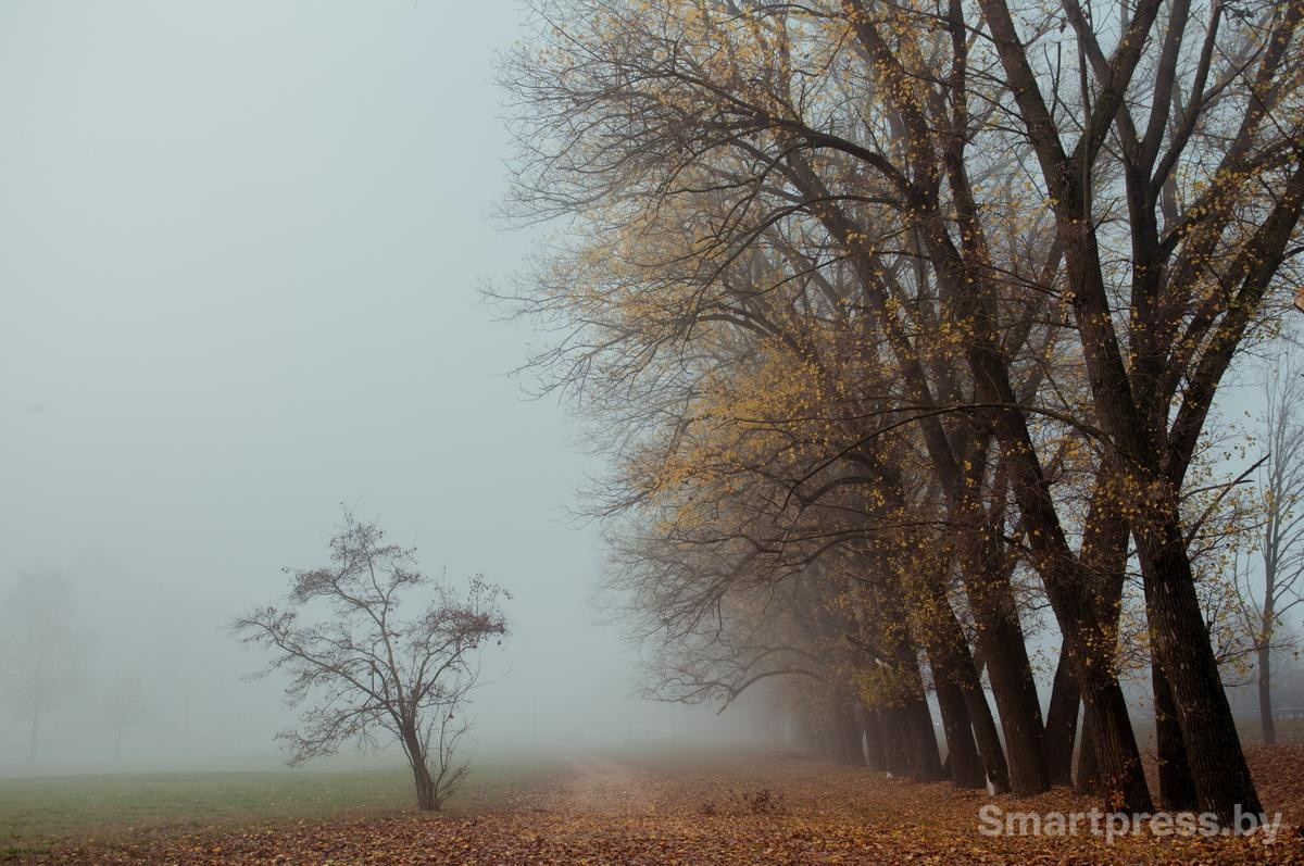 8-Деревья в тумане.jpg