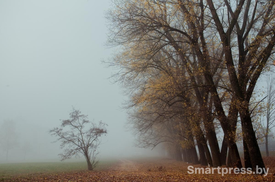 8-Деревья в тумане.jpg