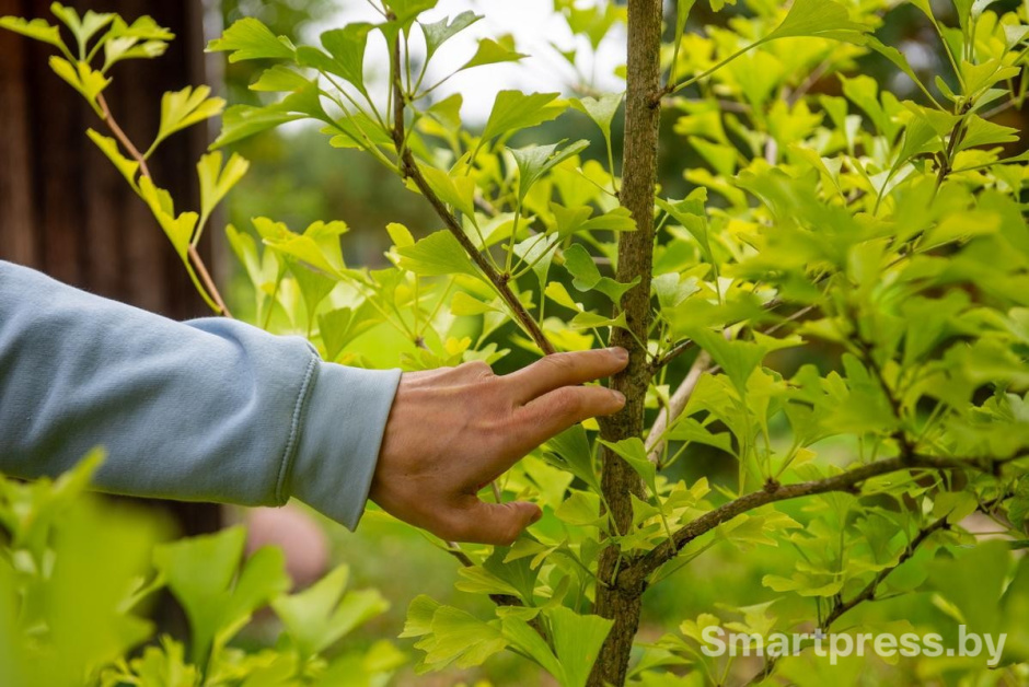 5-При хороших условиях годовой прирост гинкго составляет примерно 30-60 см.jpg