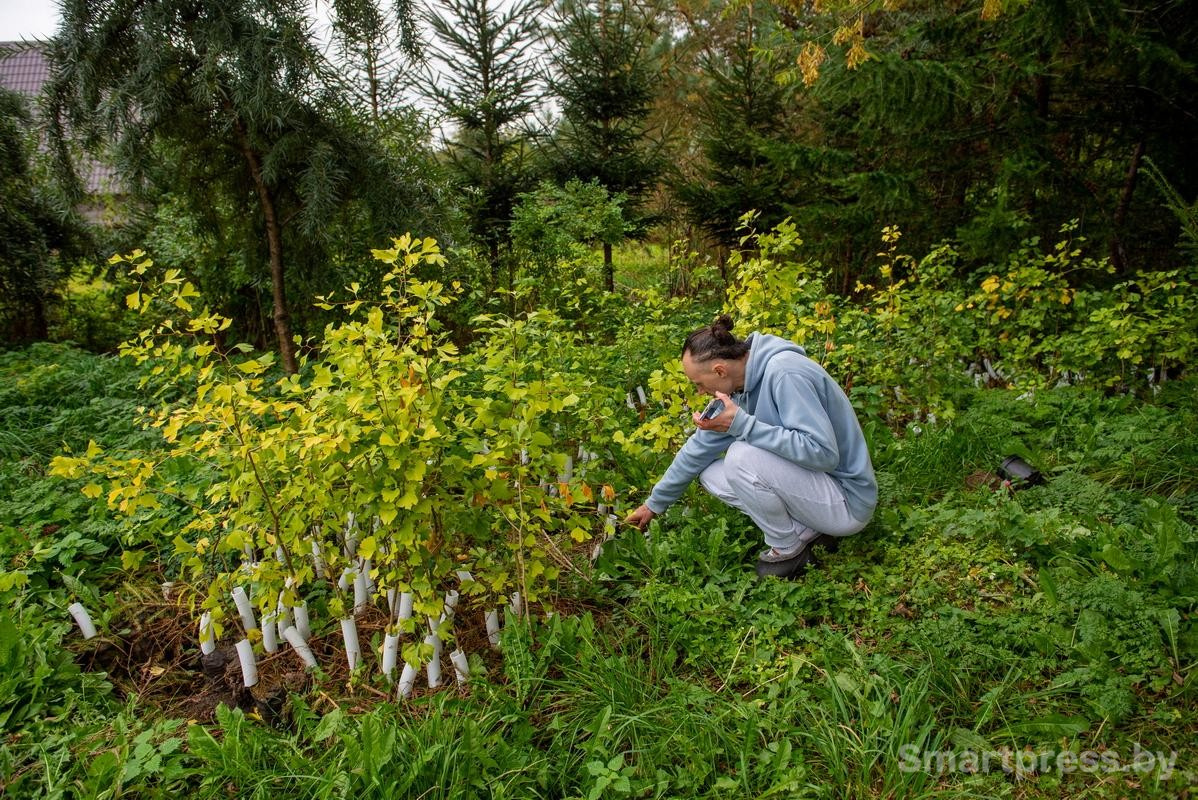 25-Молодые гинкго которые растут рядом с лабиринтом.jpg