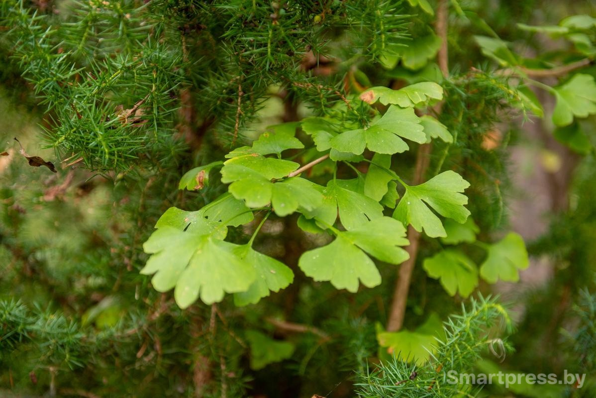 7-Можжевельник отличный сосед для гинкго.jpg