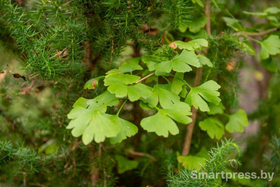 7-Можжевельник отличный сосед для гинкго.jpg