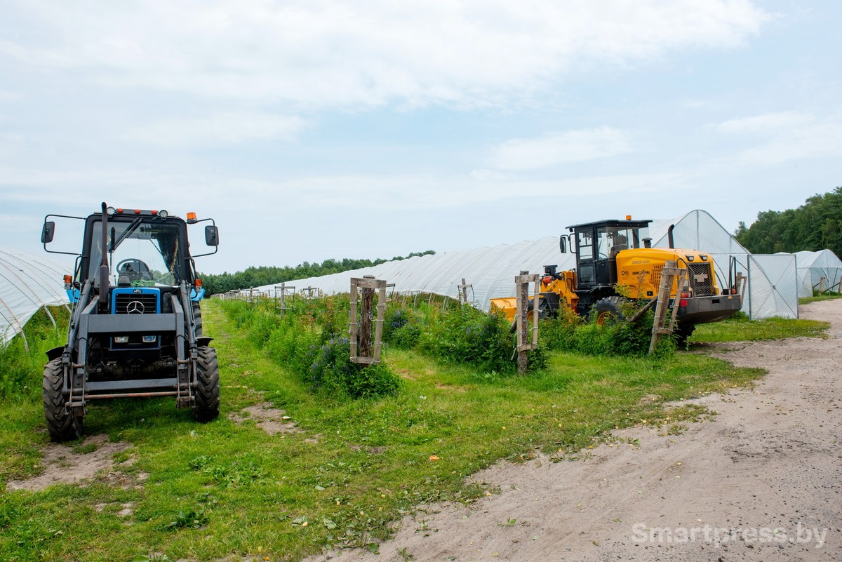 15-Плантации с ягодами в хозяйстве АгроЯгодка.jpg