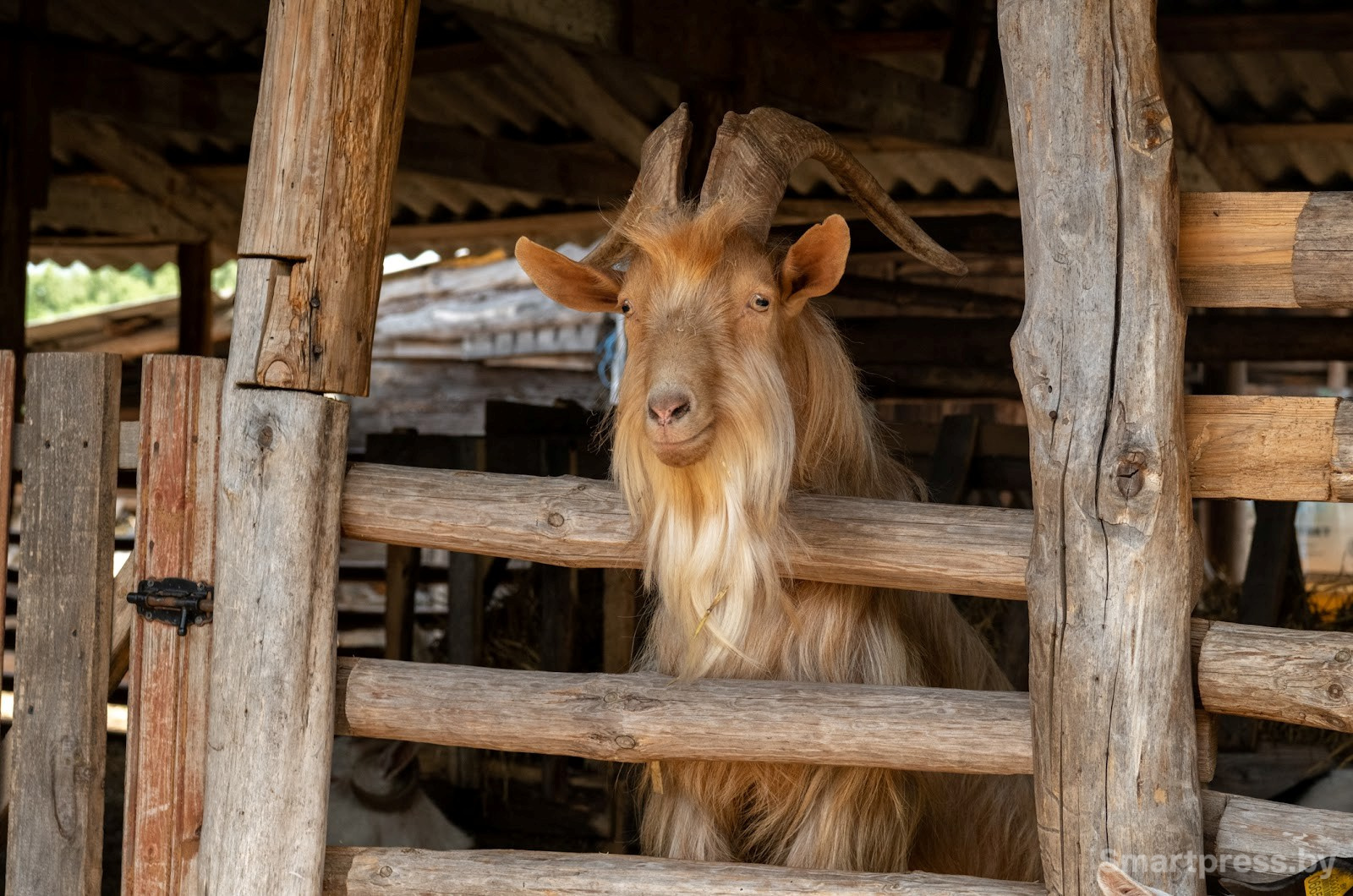 14-Козья ферма в деревне Высокое.jpg