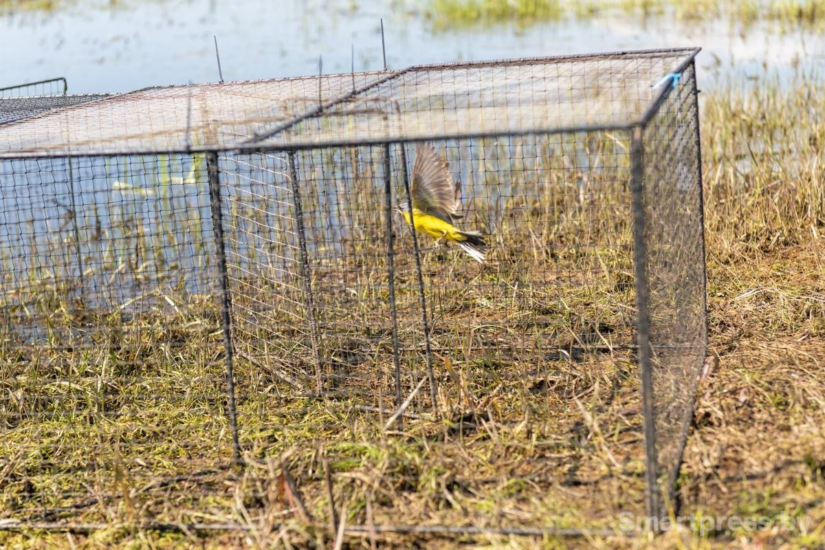 17-Ловушка для птиц.jpg