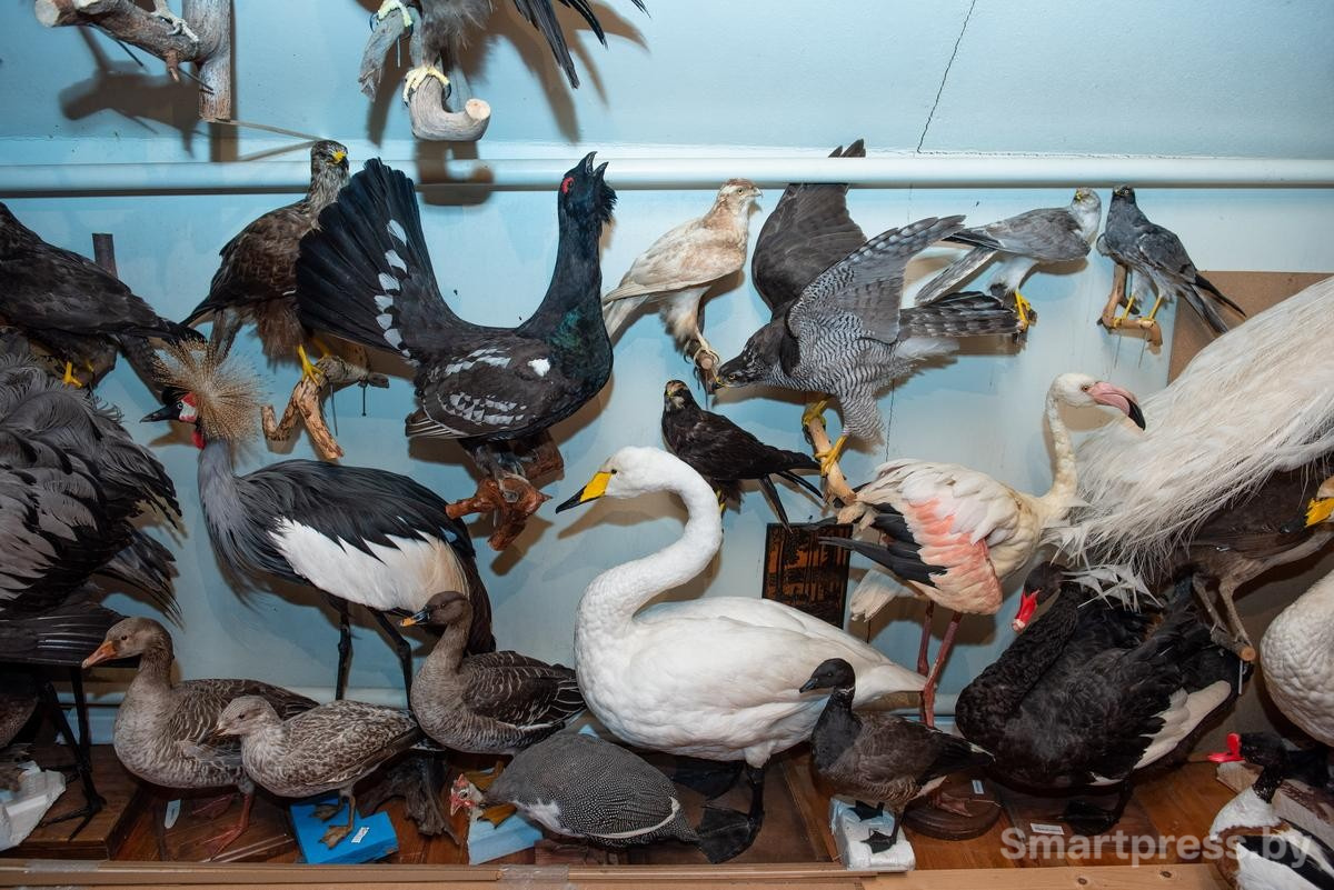 20-Чучела птиц.jpg 20-Чучела птиц.jpg