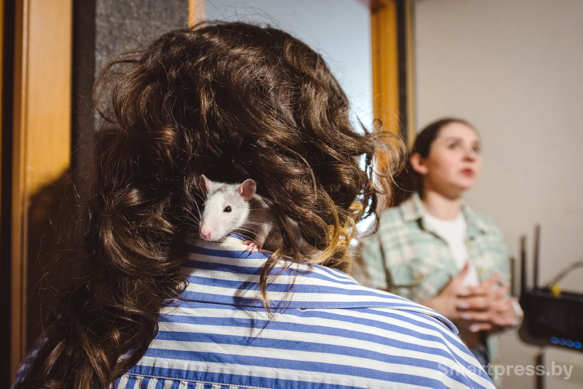 8-Домашние крысы из приюта RATуй.jpg