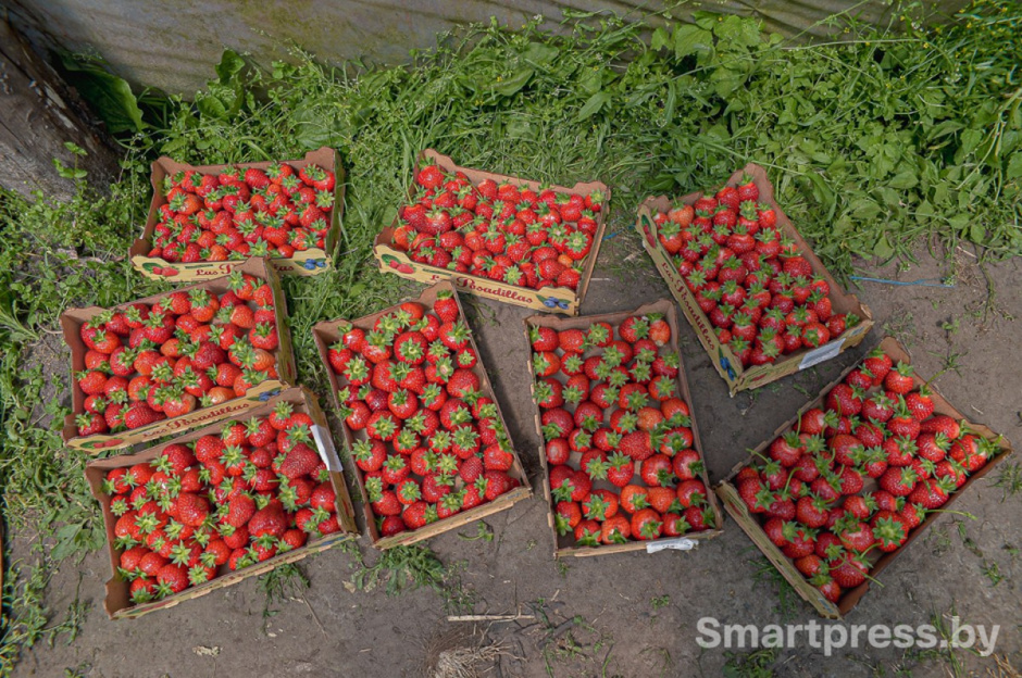 6-Клубника в ящиках.jpg