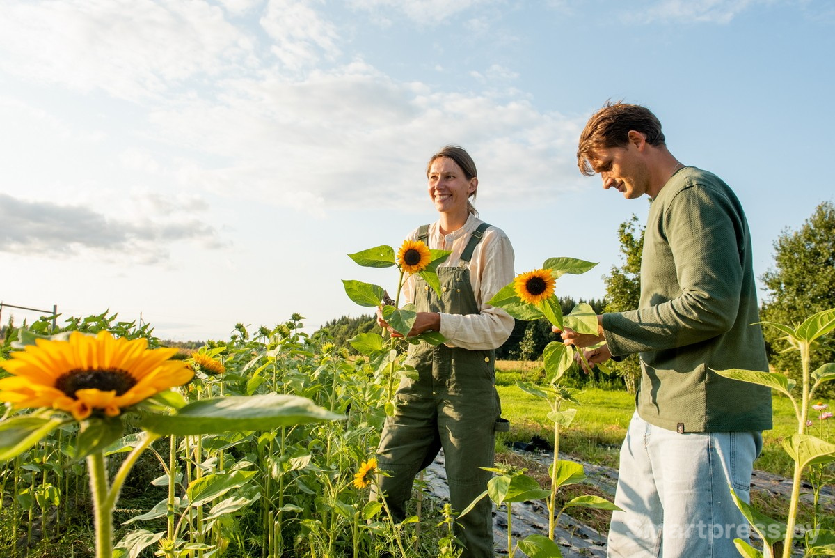 21-Подсолнухи на цветочной ферме.jpg