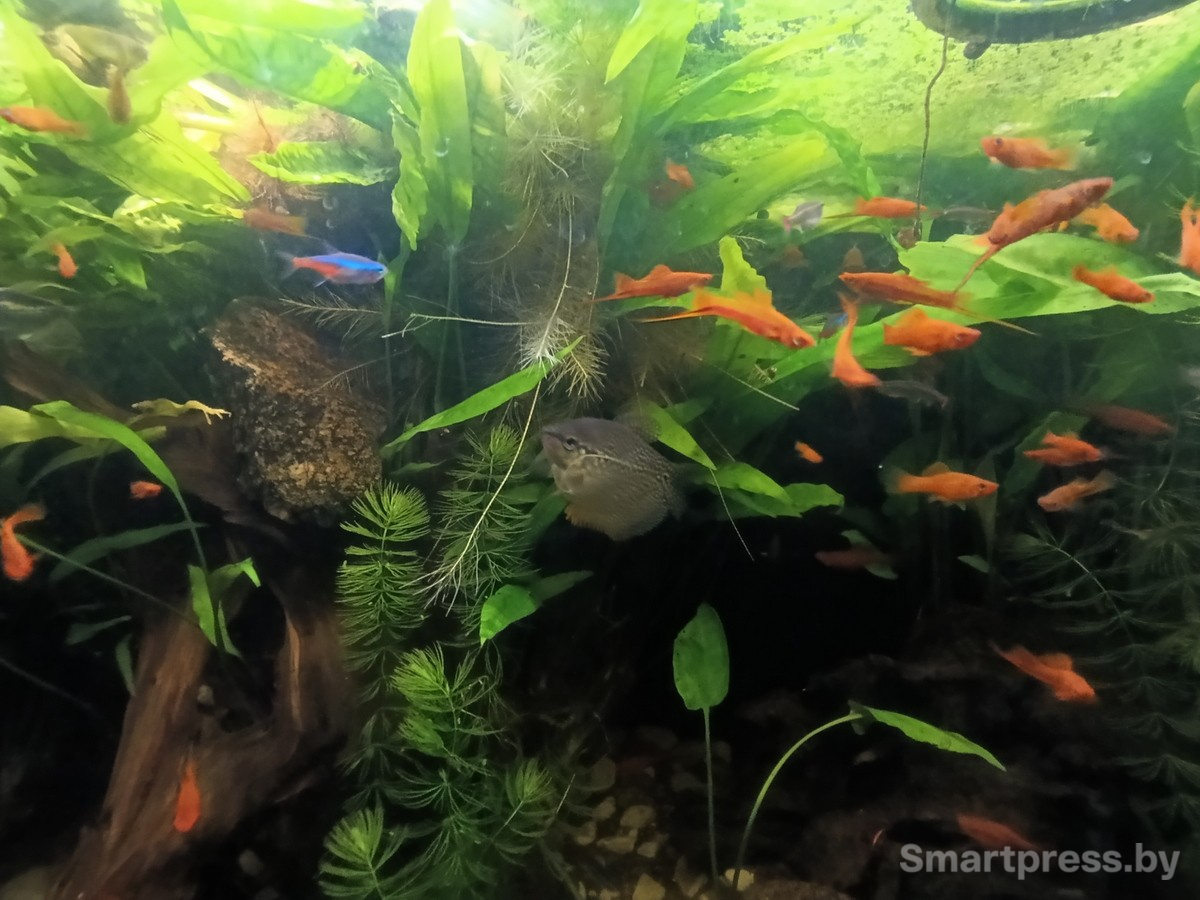 6-В гостиной дома стоит огромный аквариум.jpg