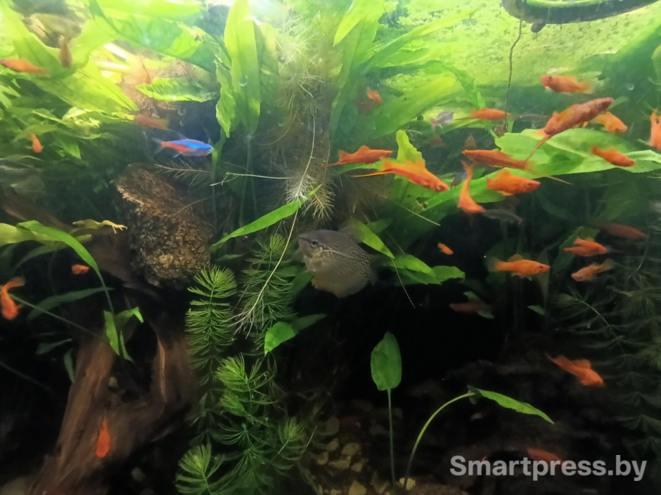 6-В гостиной дома стоит огромный аквариум.jpg