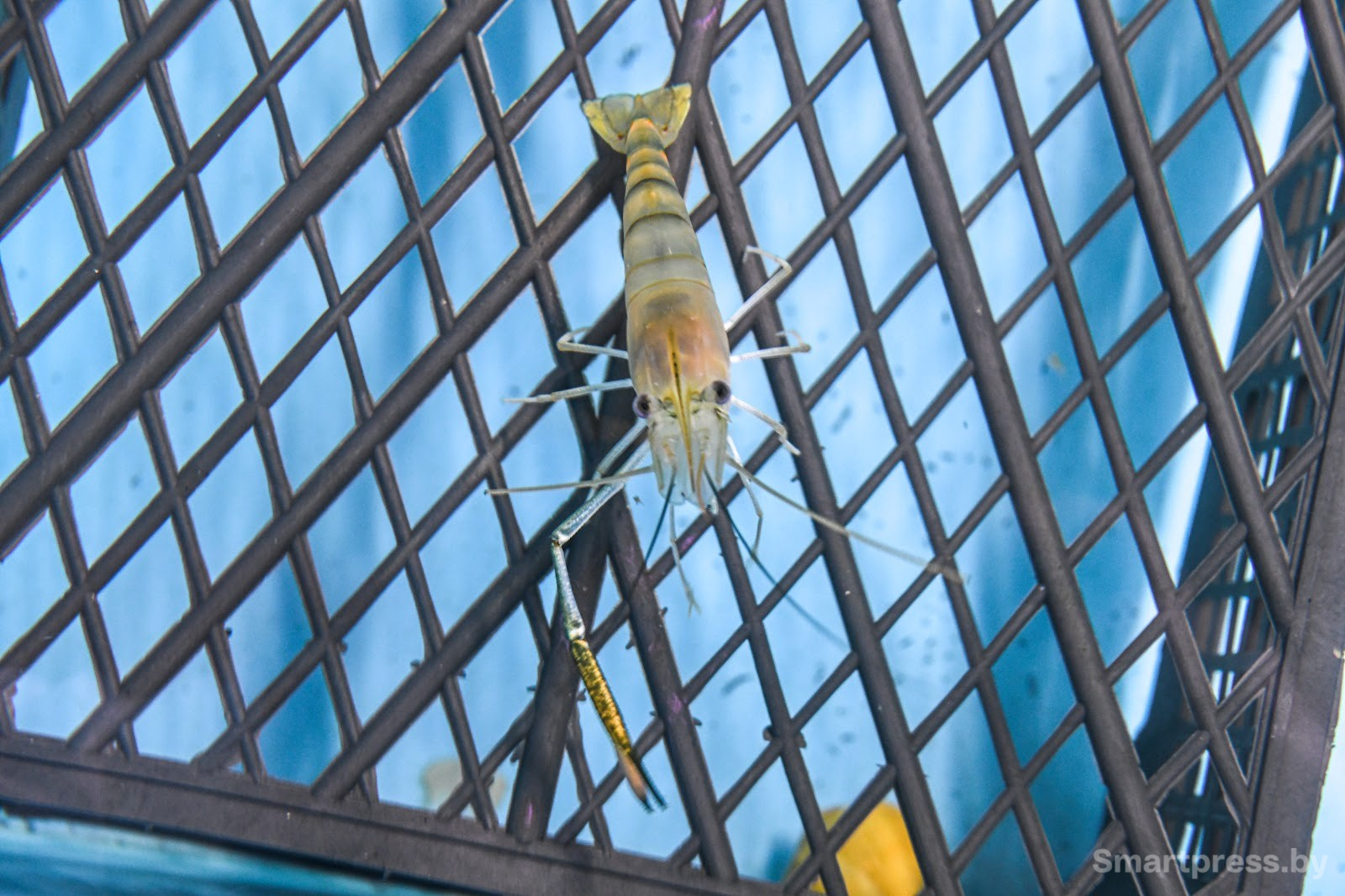 Креветочная ферма под Ляховичами 5.jpg