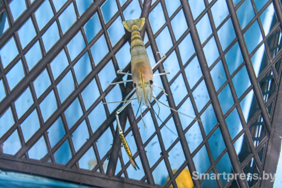 Креветочная ферма под Ляховичами 5.jpg