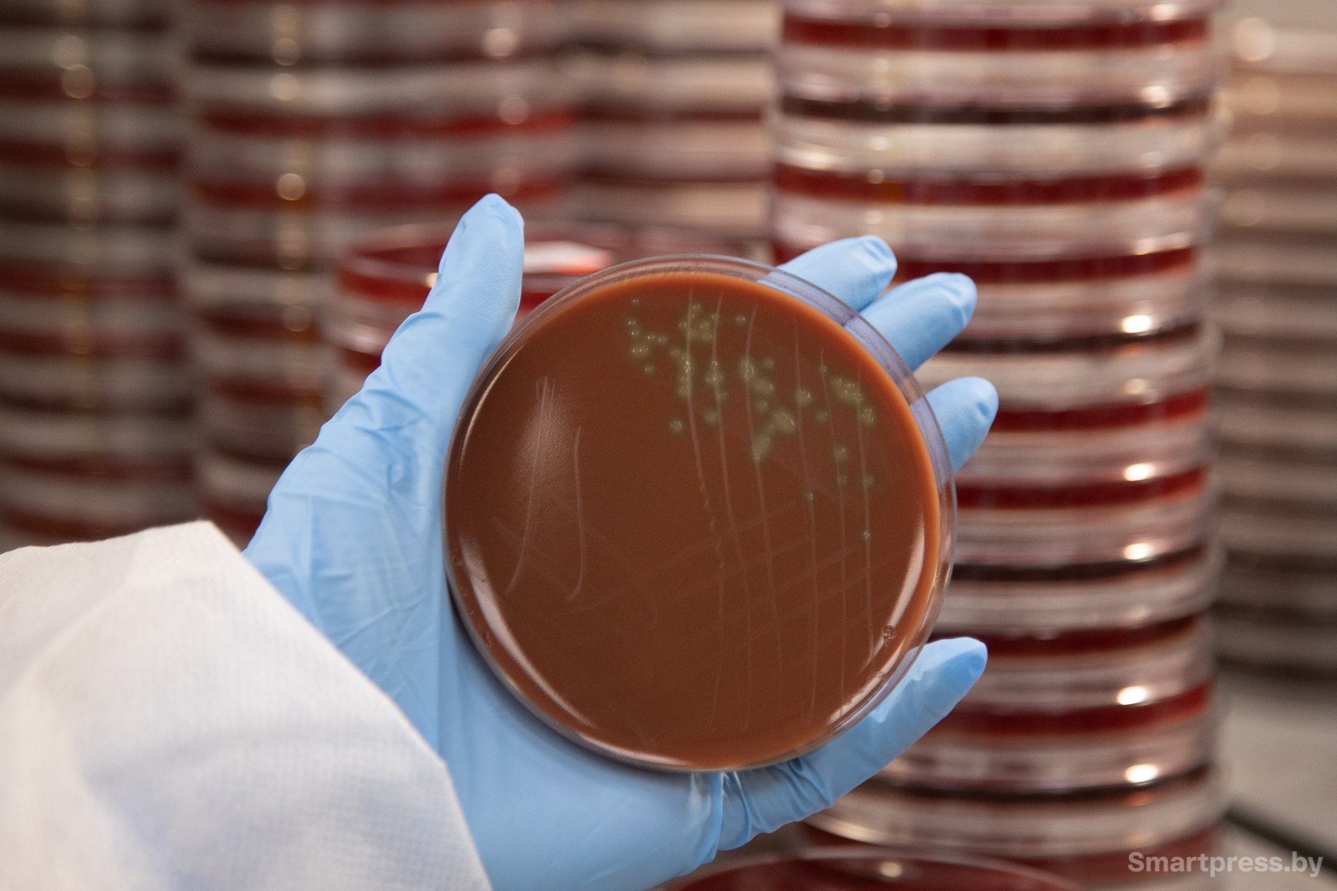 Микроорганизм в чашке Петри