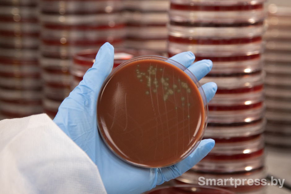 Микроорганизм в чашке Петри