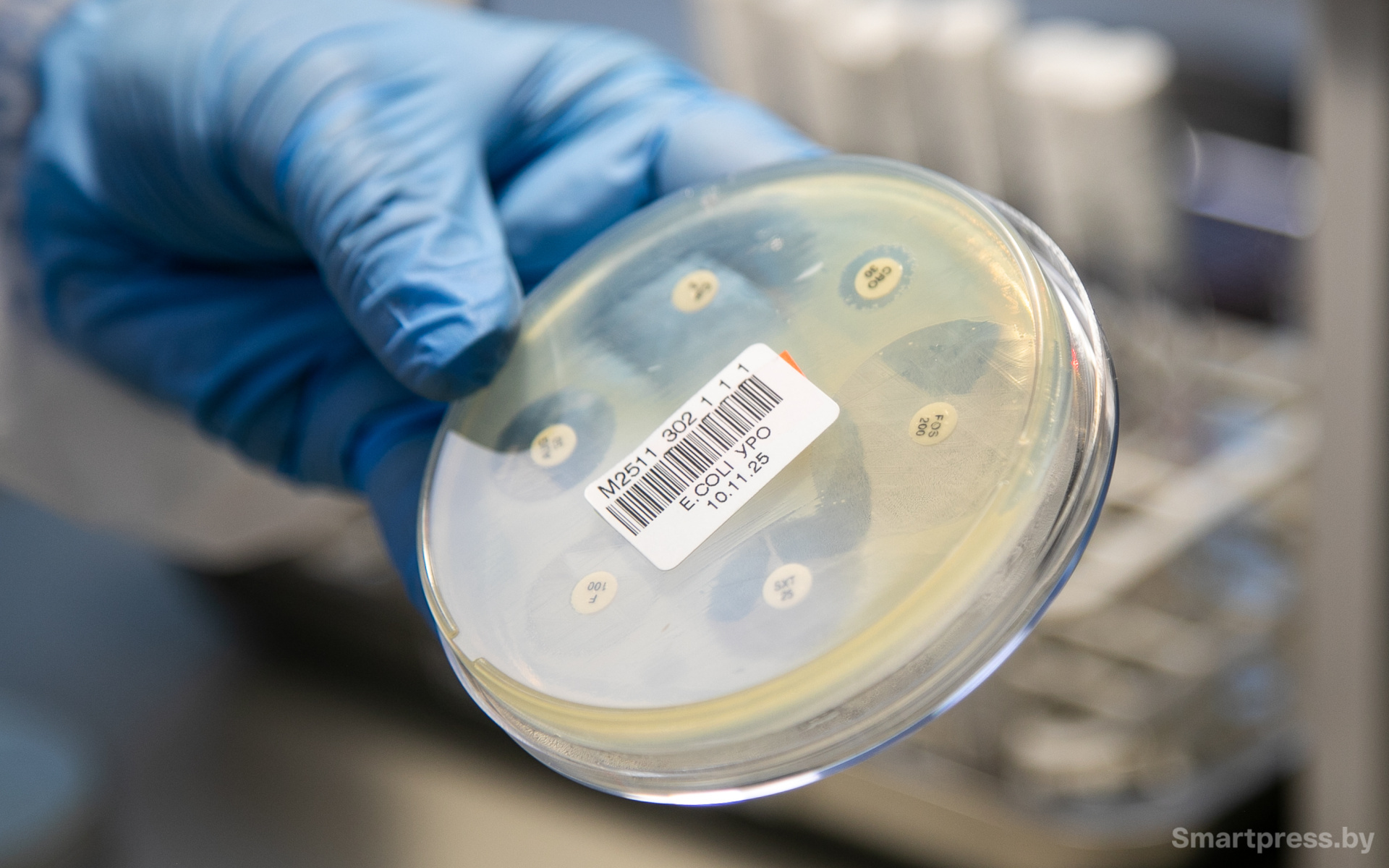 Чашка Петри