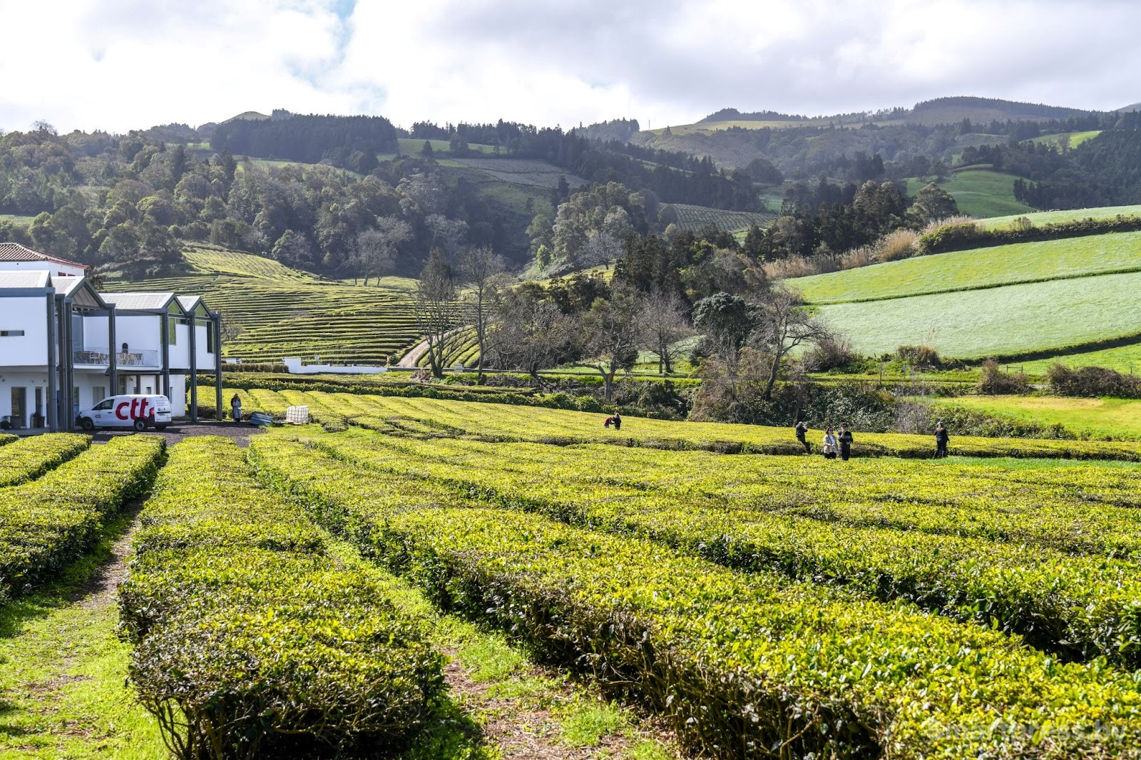 14-Чайные плантации на острове Сан-Мигел.jpg