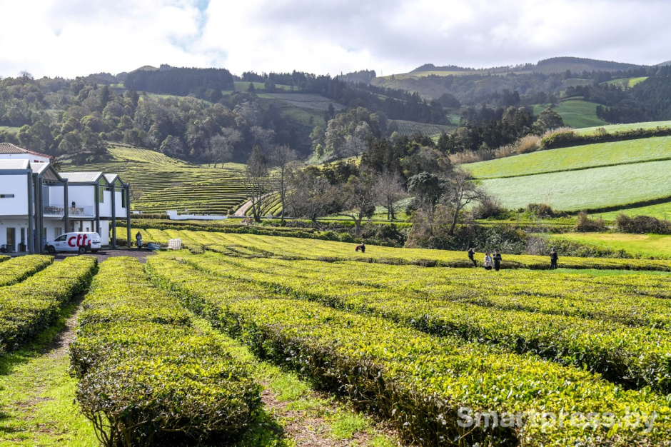 14-Чайные плантации на острове Сан-Мигел.jpg