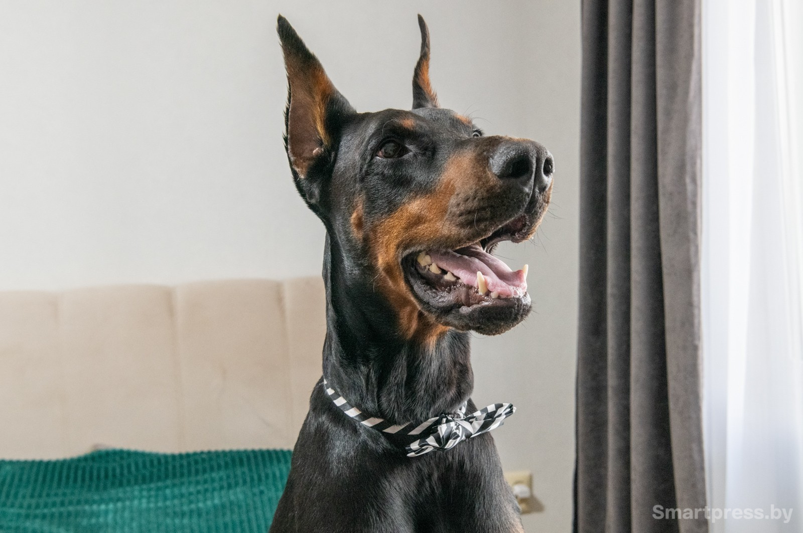 5-Взрослый доберман Рагнар.jpg