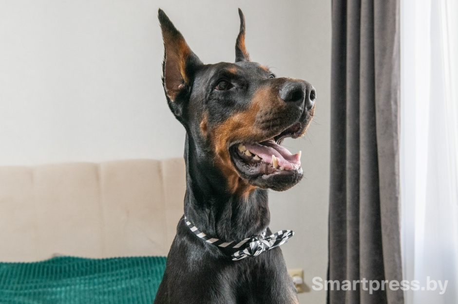 5-Взрослый доберман Рагнар.jpg