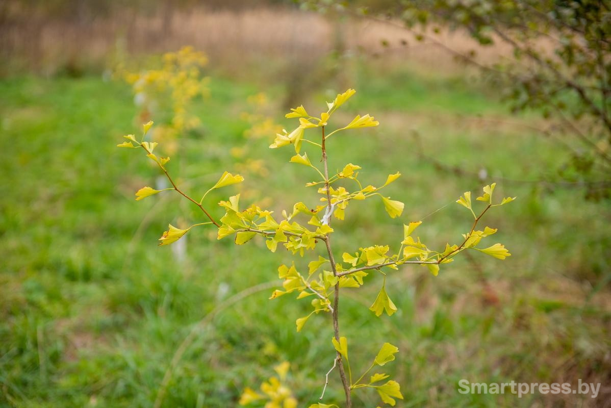 26-Гинкго билоба.jpg 26-Гинкго билоба.jpg