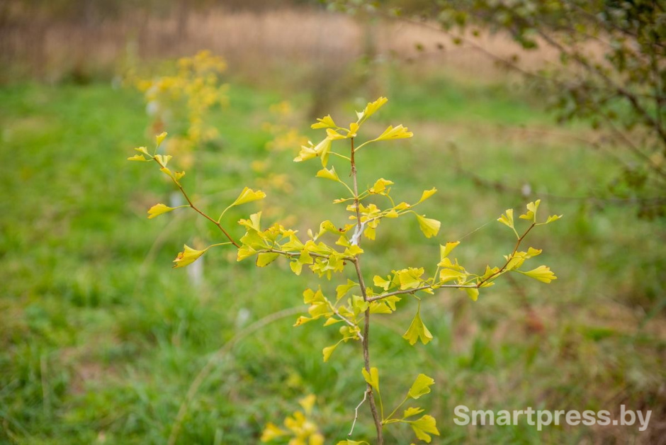 26-Гинкго билоба.jpg 26-Гинкго билоба.jpg