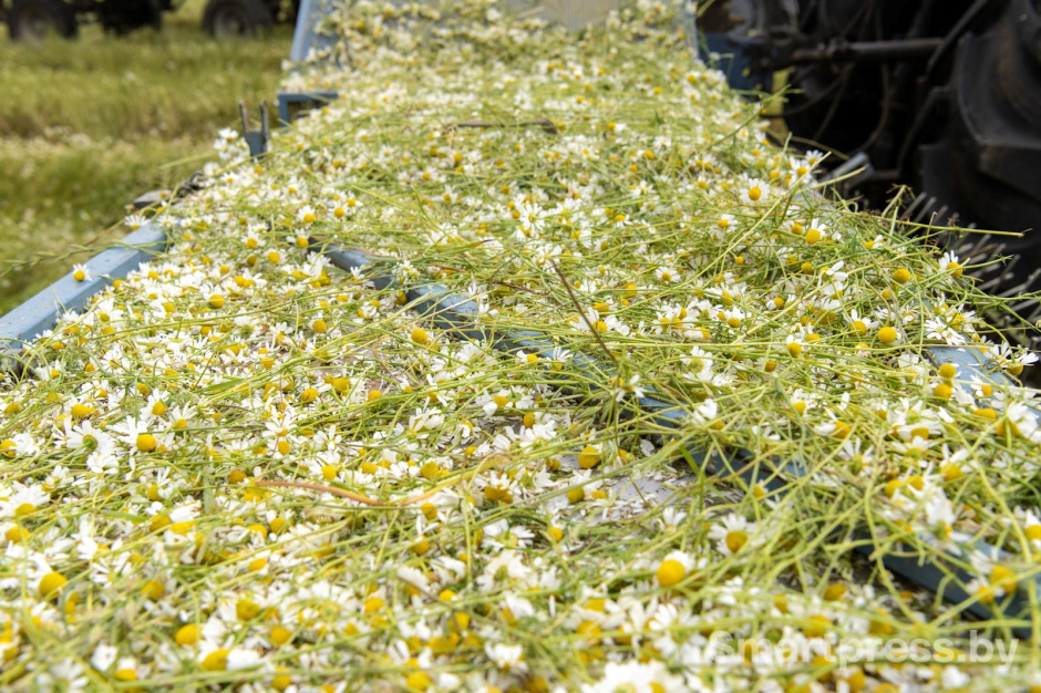 22-Как собирают ромашку в деревне Пищалово.jpg