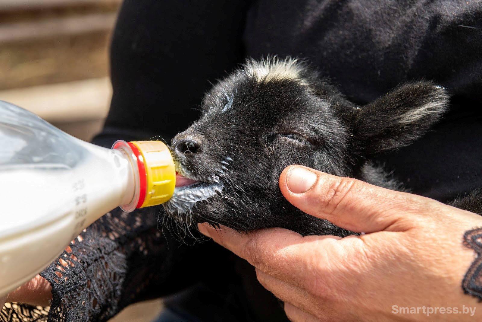 27-Козья ферма в деревне Высокое.jpg