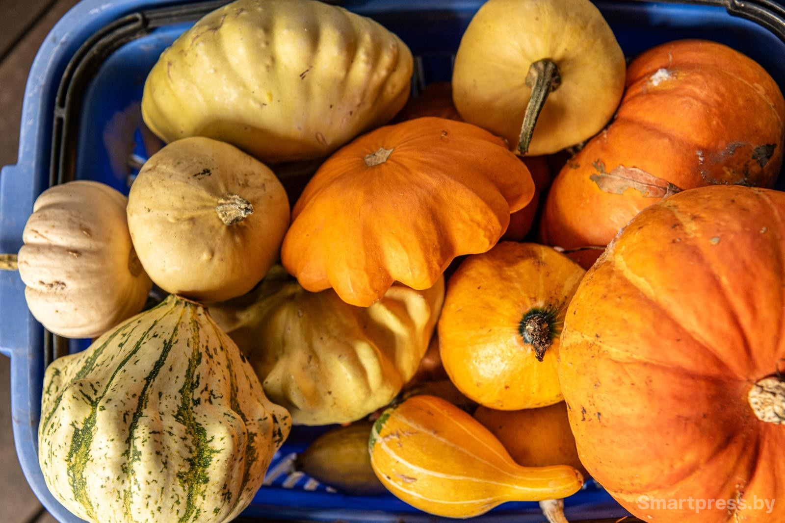 25-Урожай тыкв.jpg