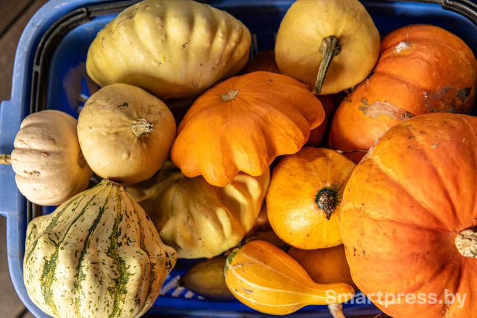 25-Урожай тыкв.jpg