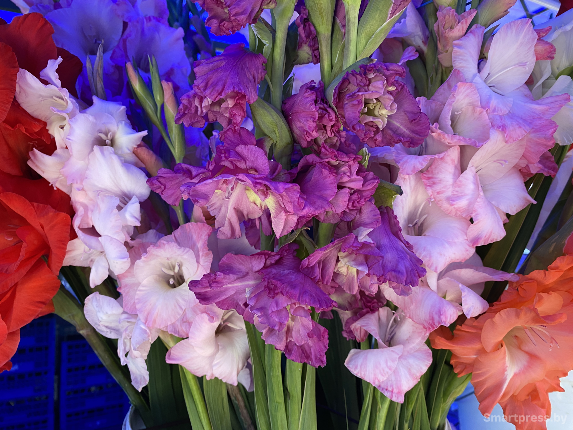 Сиреневые гладиолусы