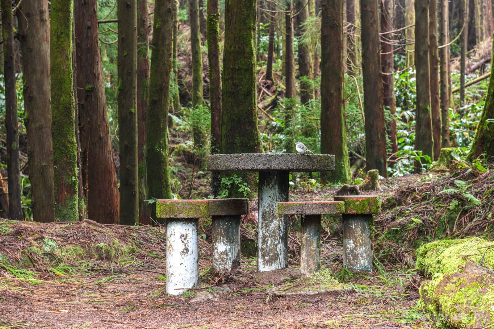 12-Остров Сан-Мигел.jpg