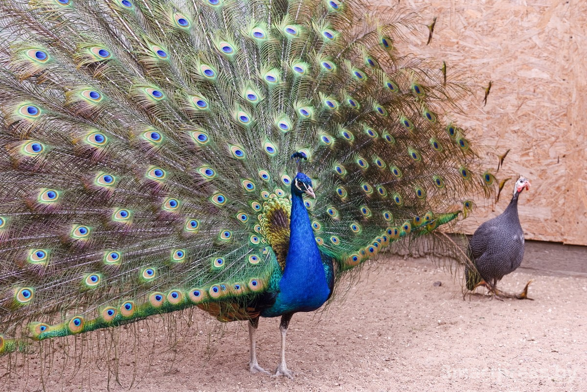 13-Павлин Федерико из Ходаково.jpg