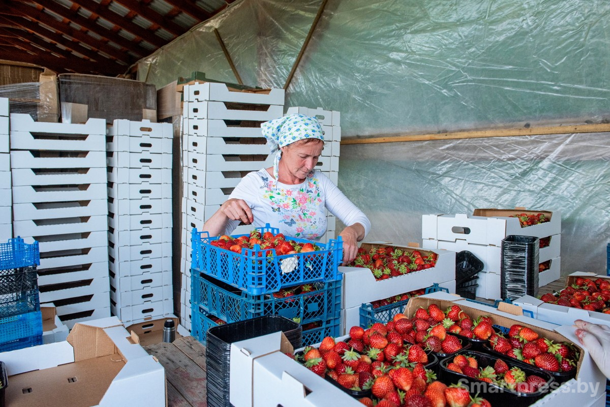 21-Сортировка клубники в хозяйстве АгроЯгодка.jpg