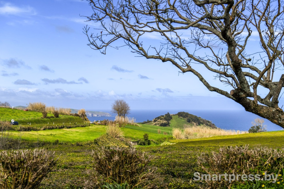 15-Чайные плантации на острове Сан-Мигел.jpg