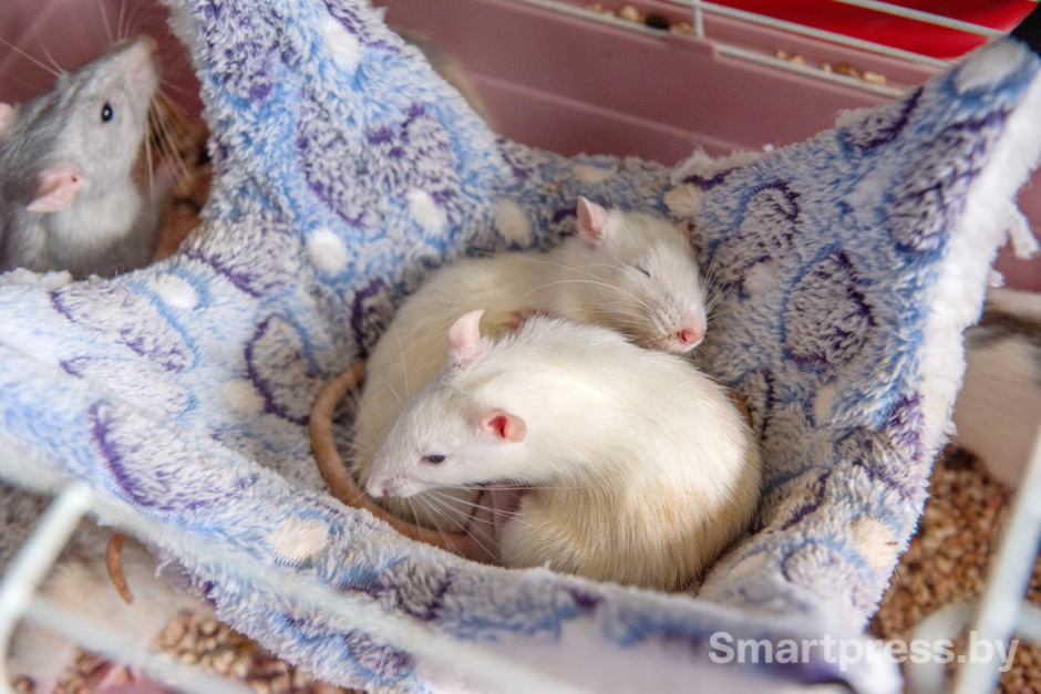 10-Домашние крысы из приюта RATуй.jpg