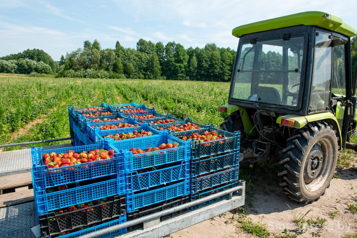 9-Сбор клубники в хозяйстве АгроЯгодка.jpg