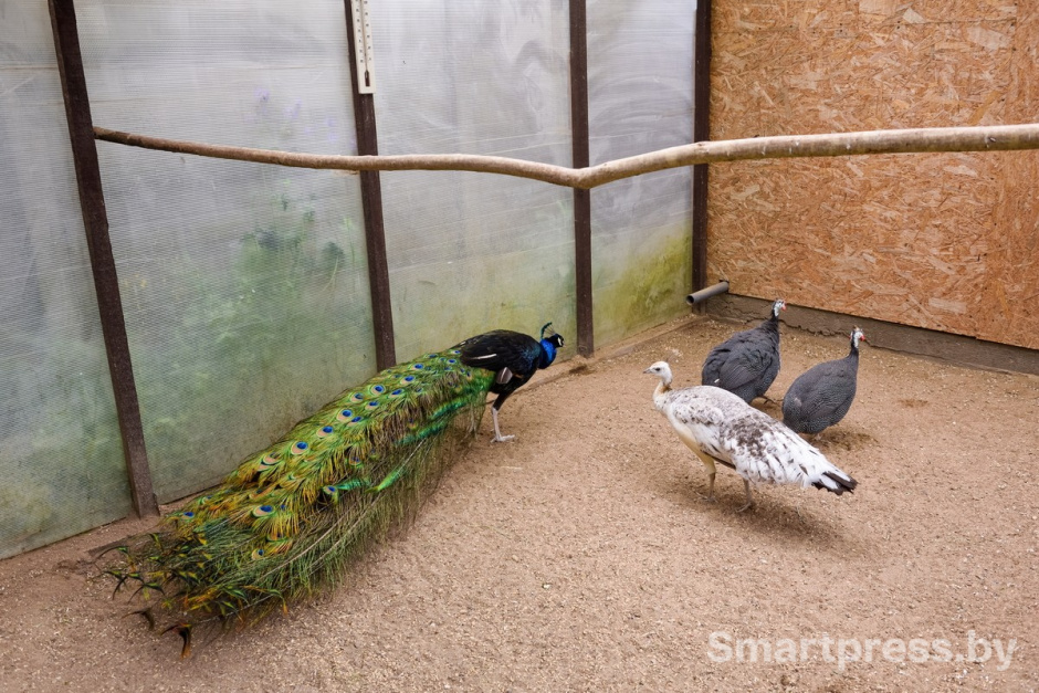 17-Павлины в Ходаково.jpg