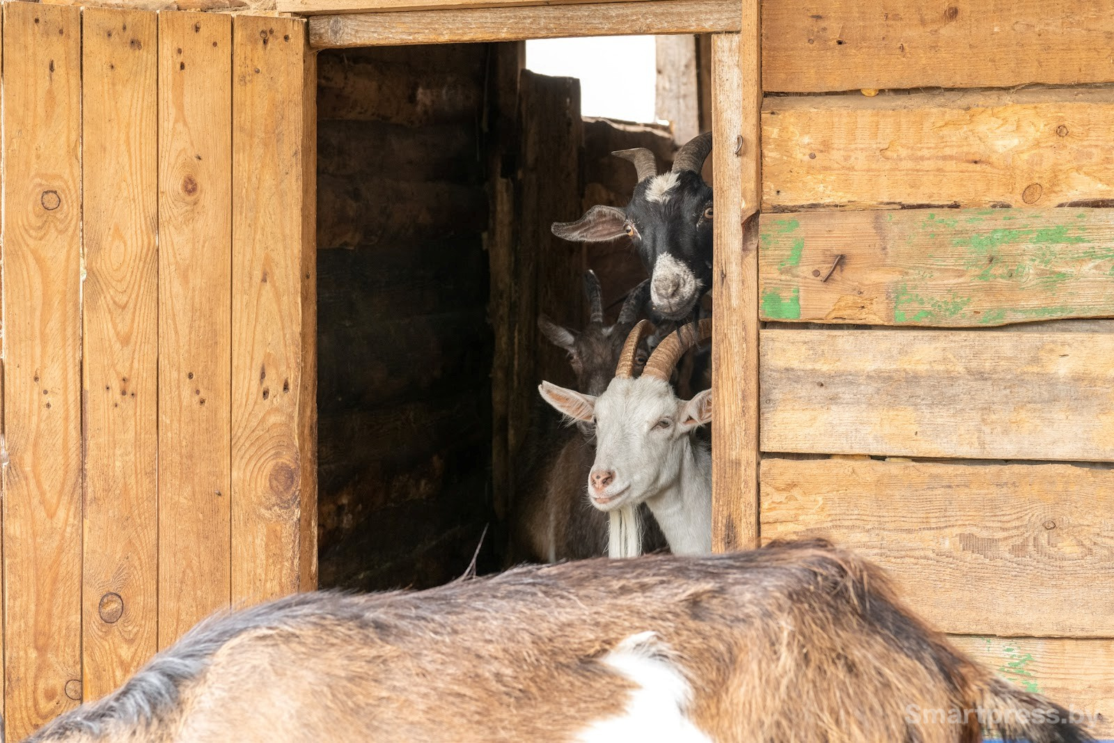 10-Козья ферма в деревне Высокое.jpg