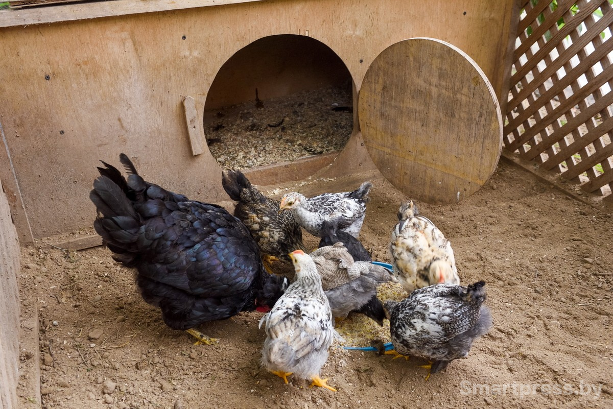 12-Куры в зоосаде семьи Марчук.jpg