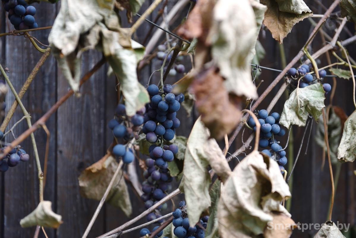 28-Убранство на участке семьи Гущенсковых.jpg