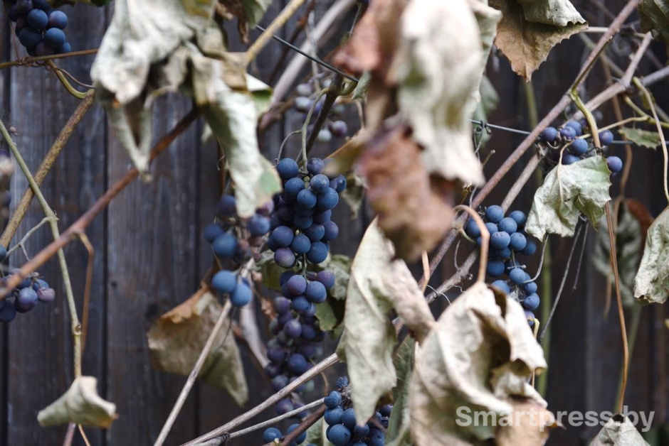 28-Убранство на участке семьи Гущенсковых.jpg