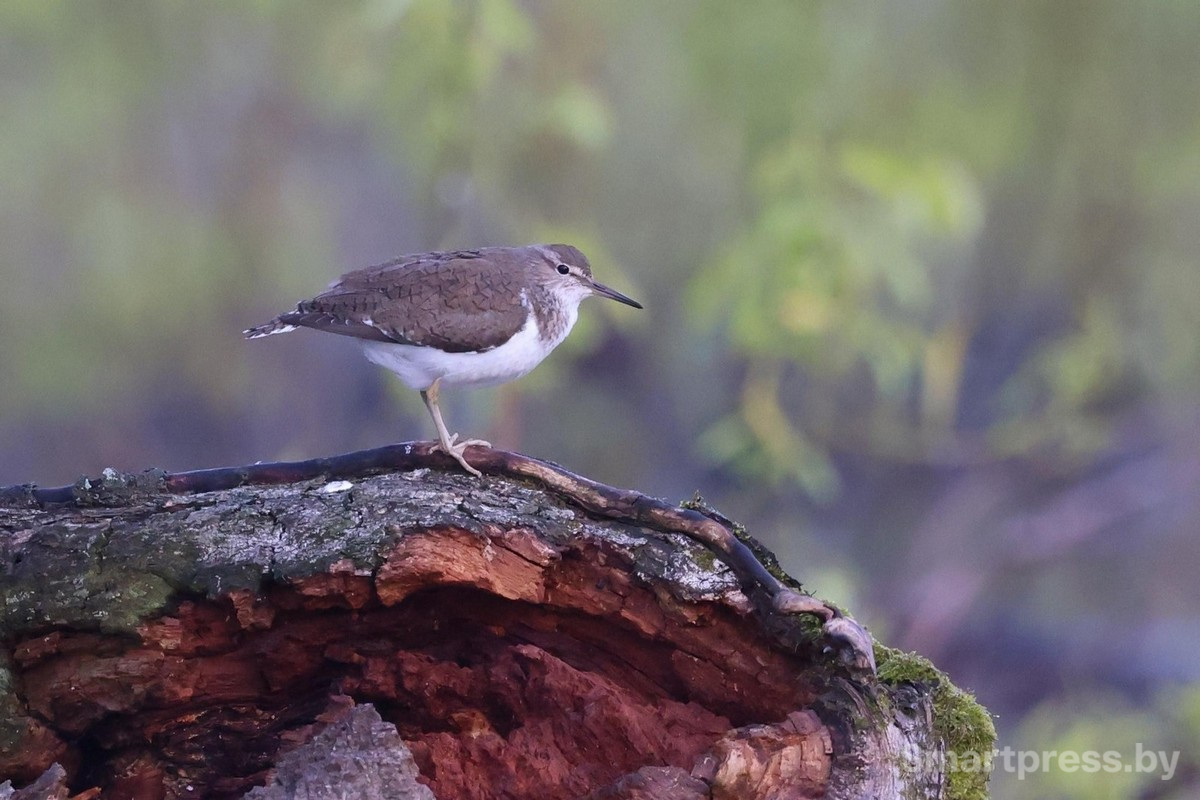 18-Птица на Туровском лугу.jpg