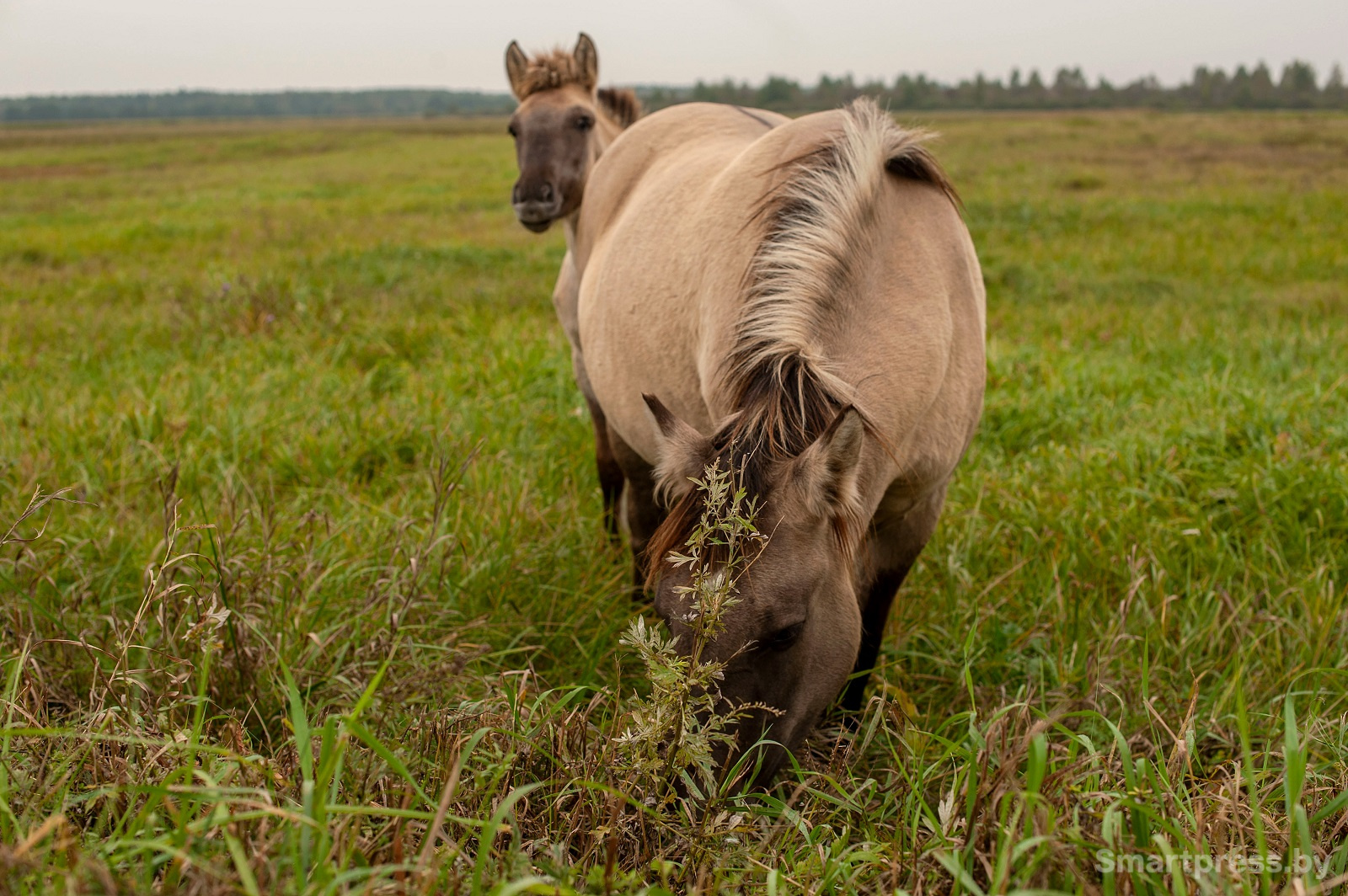 тарпановидные лошади